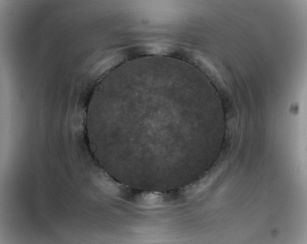 X0000102390325200808011606