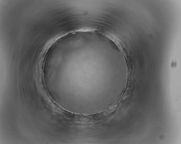 X0000102390337200808011605