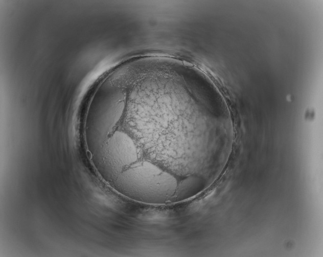 X0000102390343200808011605