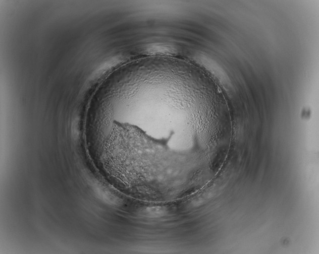 X0000102390353200808011605