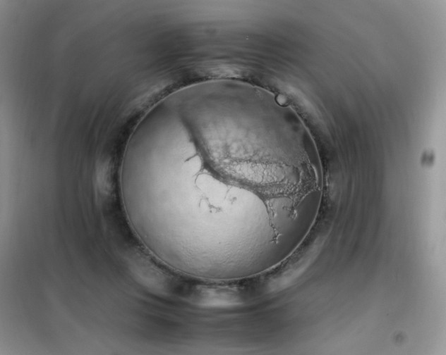 X0000102390359200808011605