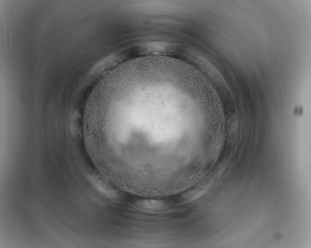 X0000102390361200808011605