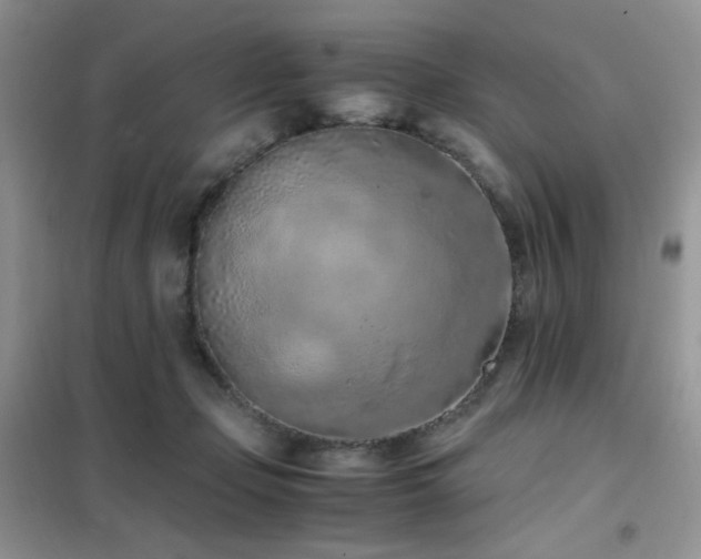 X0000102390365200808011605