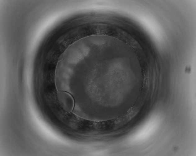 X0000102390383200808011606