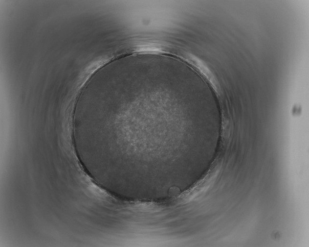 X0000102390385200808011605