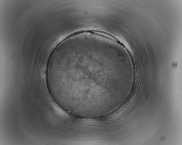 X0000102390389200808011605