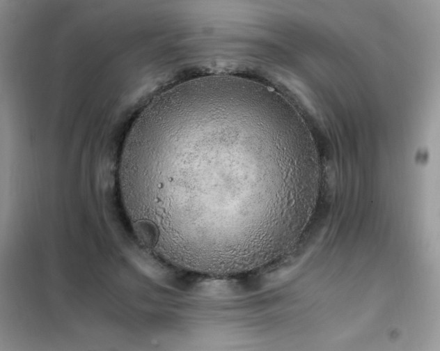 X0000102390499200808011603