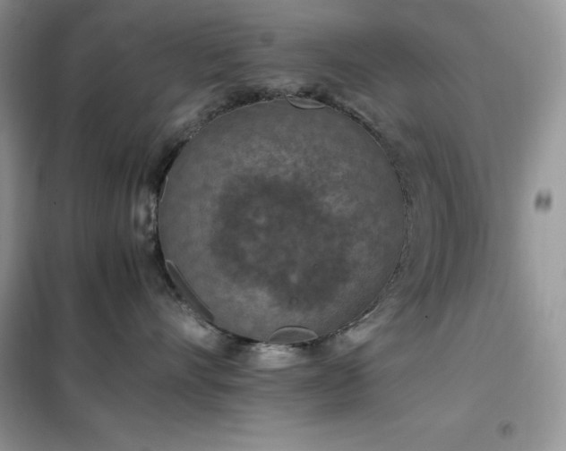 X0000102390528200808011603