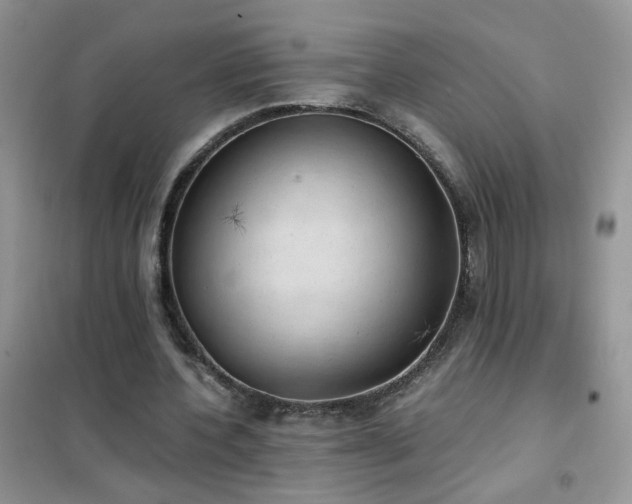 X0000102390532200808011602