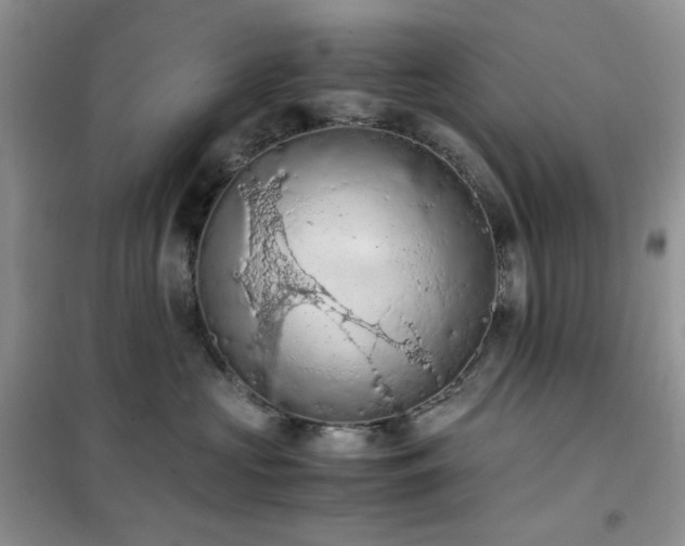 X0000102390573200808011603