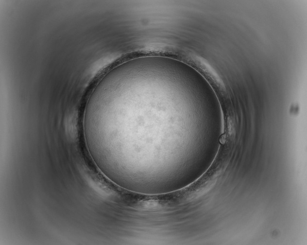 X0000102390588200808011602