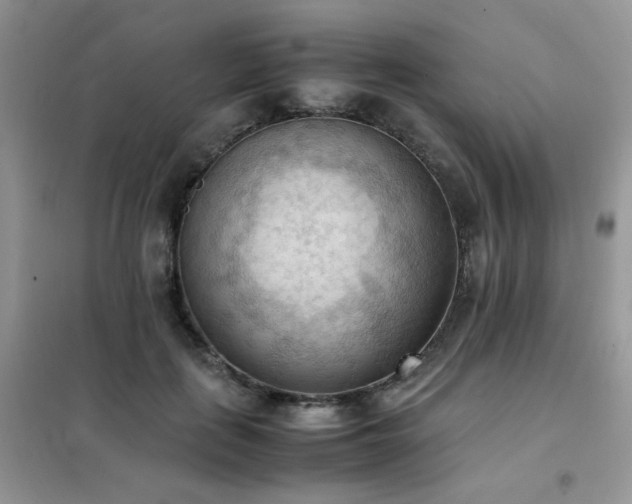 X0000102390651200808011601