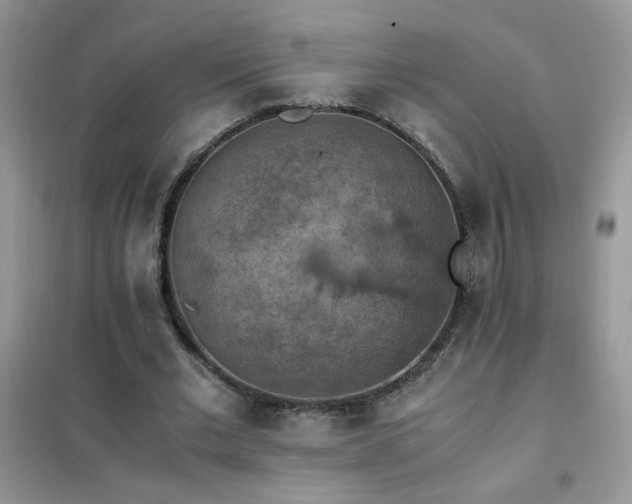 X0000102390677200808011601