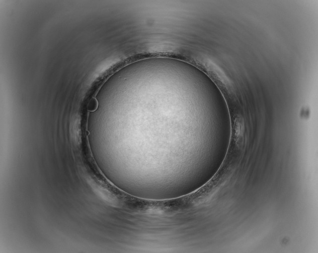 X0000102390684200808011600