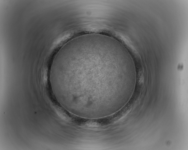 X0000102390685200808011600