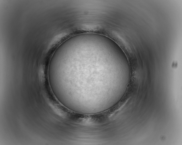 X0000102390688200808011600