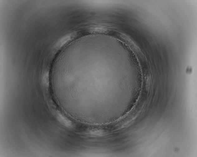 X0000102390729200808011559