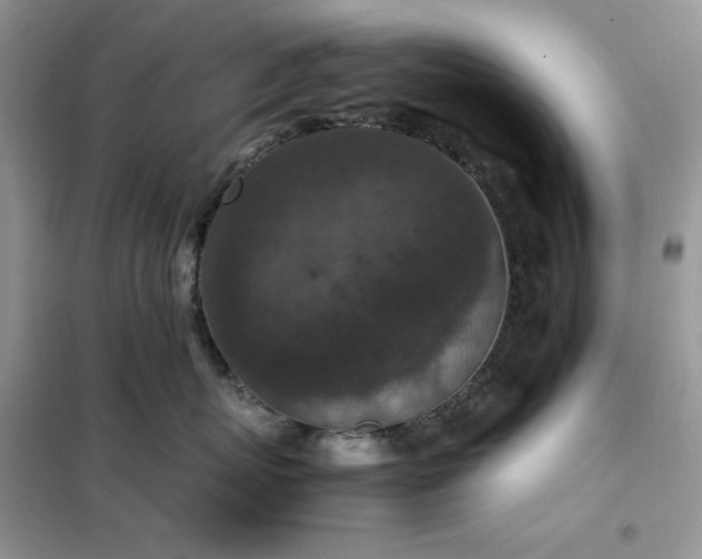 X0000102390767200808011600