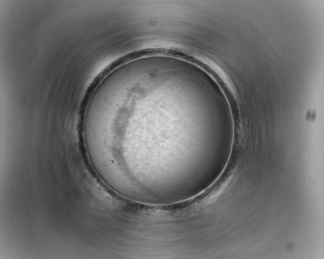 X0000102390783200808011559