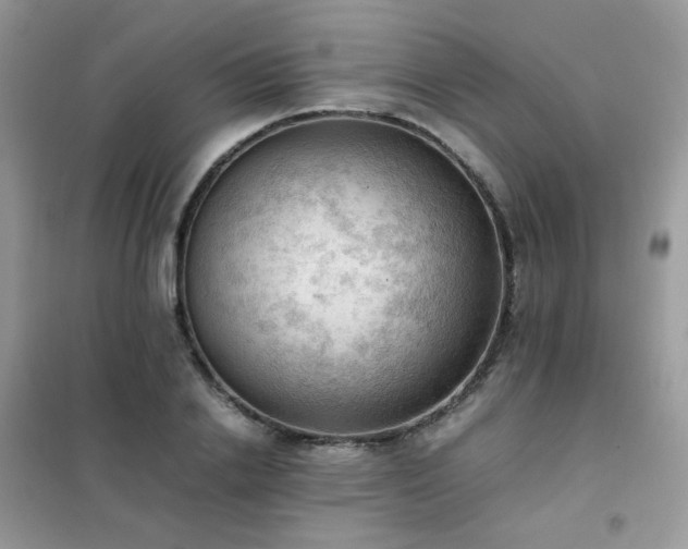 X0000102390838200808011558