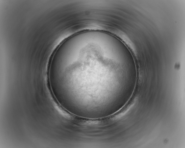 X0000102390845200808011558