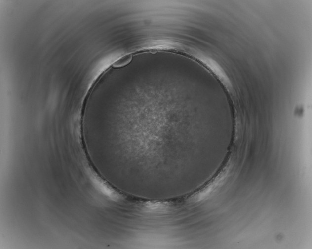 X0000102390850200808011558