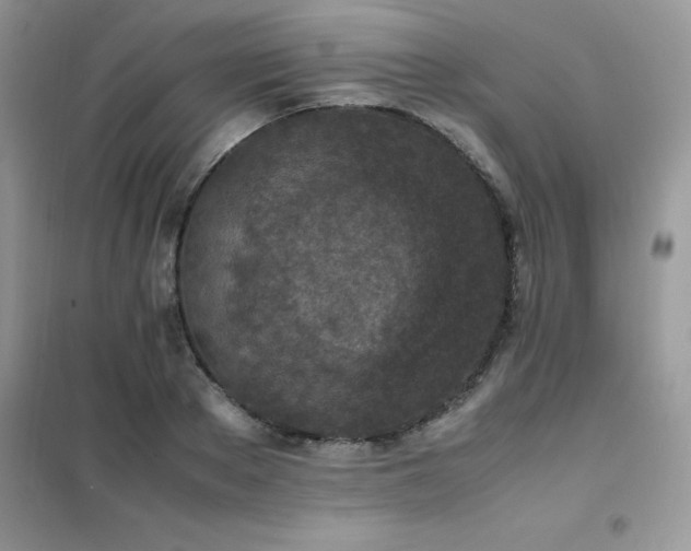 X0000102390889200808011557