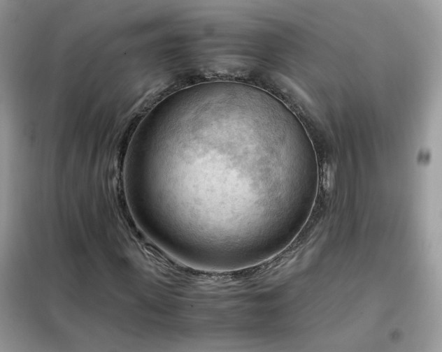 X0000102390915200808011556