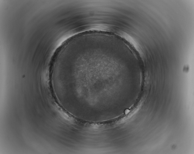 X0000102390923200808011556