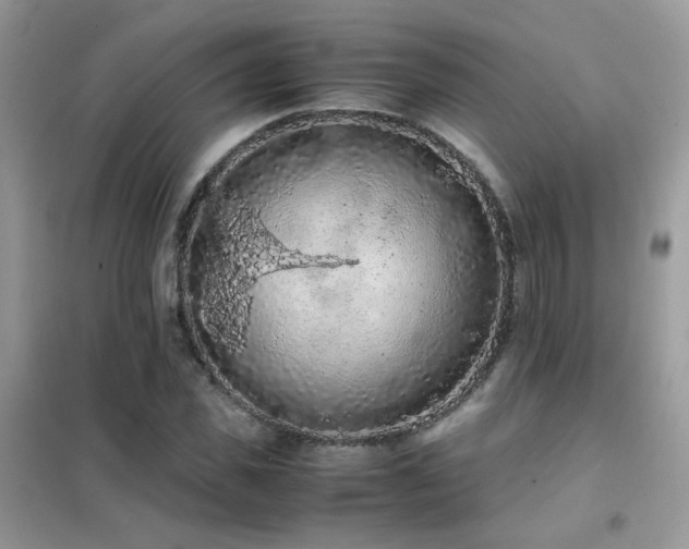 X0000102390925200808011556