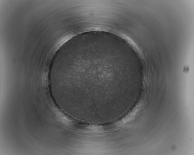 X0000102390977200808011556