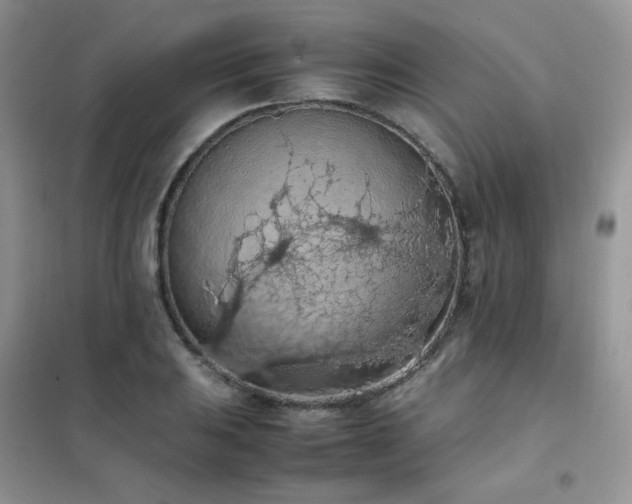 X0000102391031200808011555