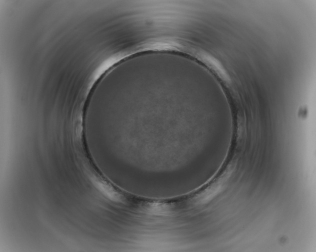 X0000102391226200808011552