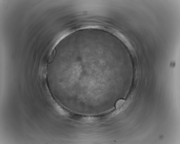 X0000102391377200808011550