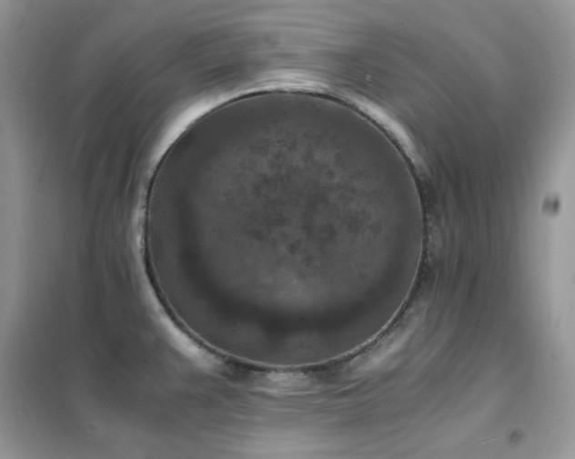 X0000102391383200808011550