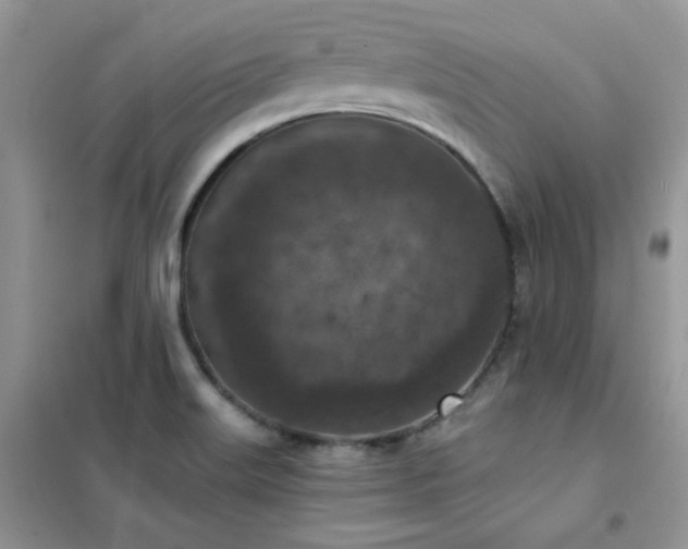 X0000102391515200808011548