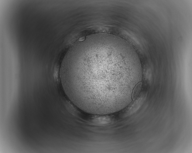 X0000102390185200808081235