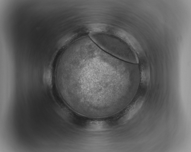 X0000102390444200808081231