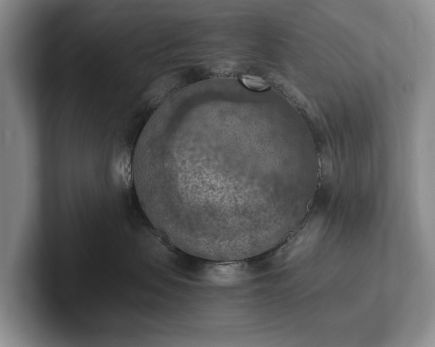 X0000102390479200808081231