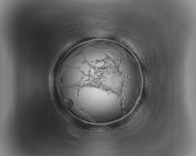 X0000102390679200808081228