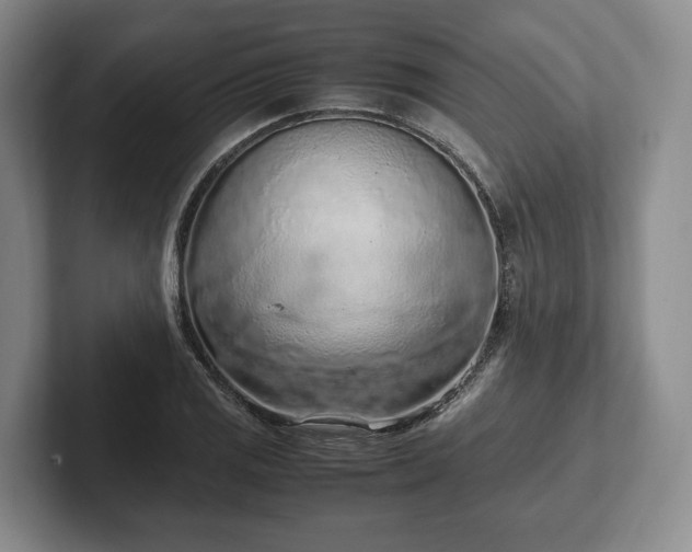 X0000102391125200808081222