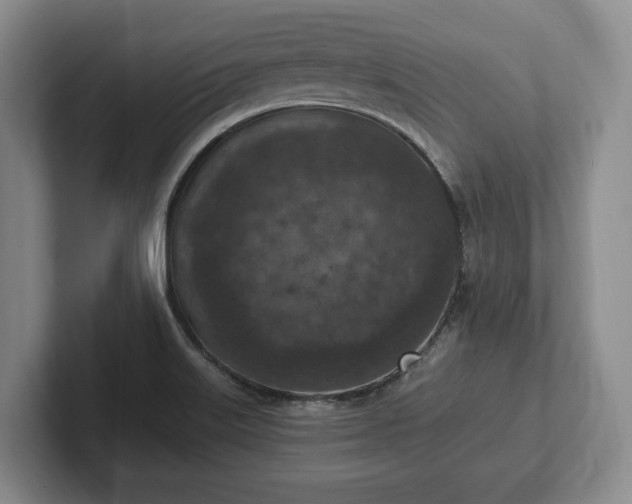 X0000102391515200808081217