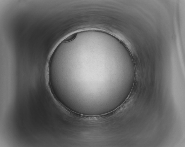 X0000102391524200808081217