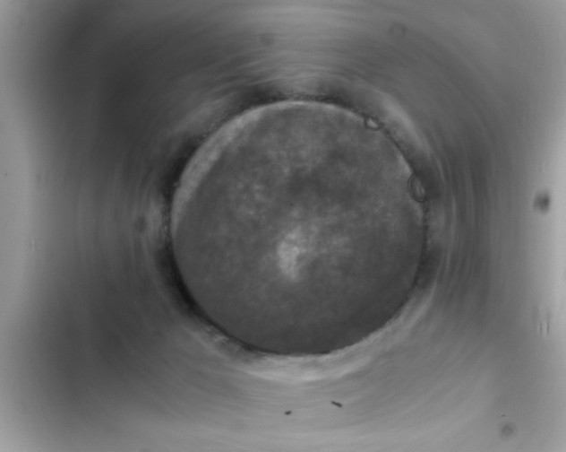 X0000102390029200808151931