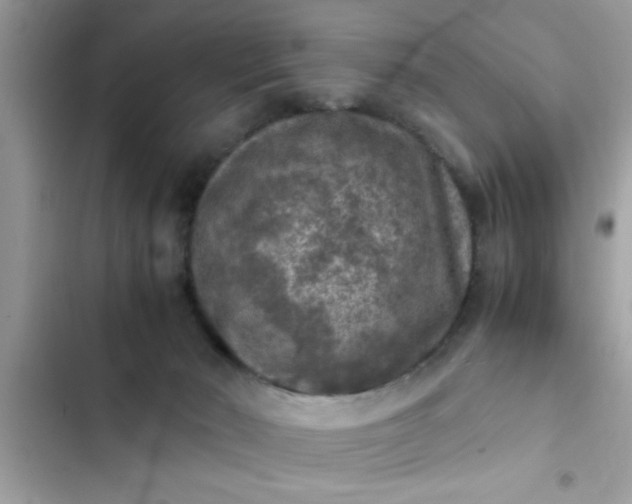 X0000102390030200808151931