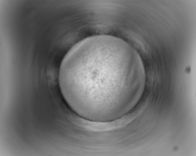 X0000102390034200808151931