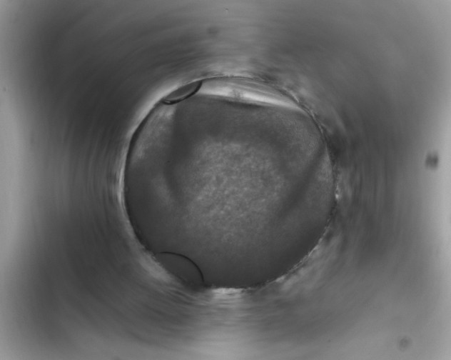 X0000102390052200808151930