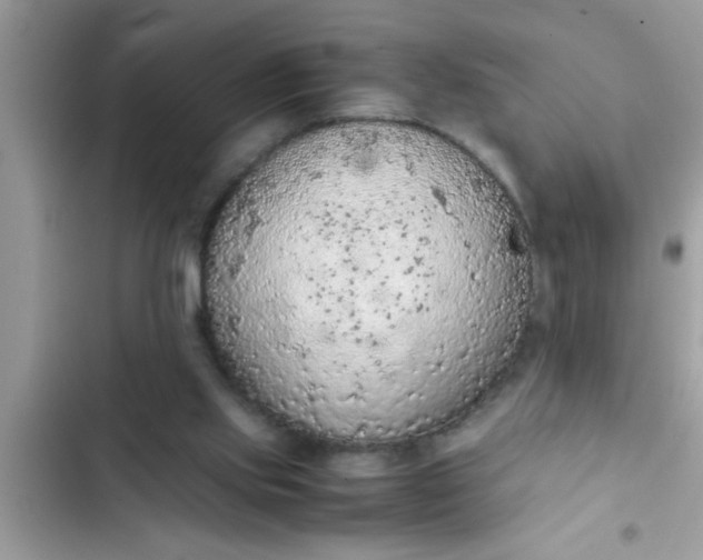 X0000102390061200808151930