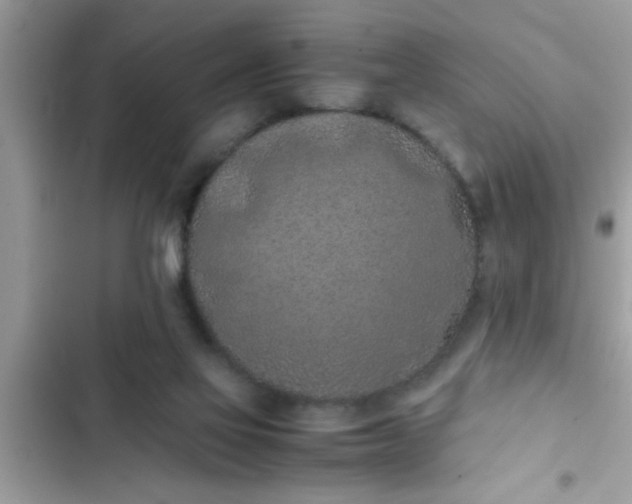 X0000102390069200808151930