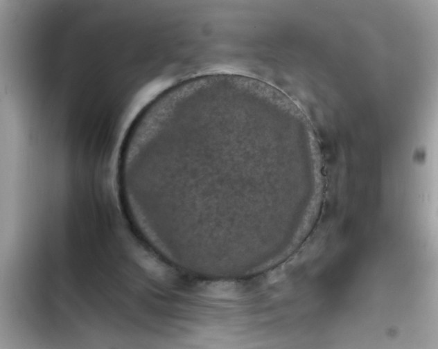 X0000102390104200808151930